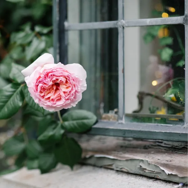 Rose by window
